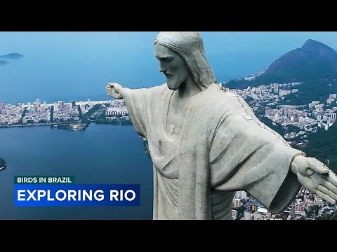 Brazil: Samba, Rainforests & Beyond