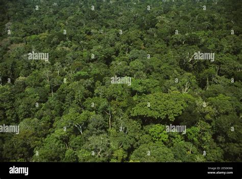 The dense, emerald canopy of the Amazon Rainforest stretching toward the horizon.