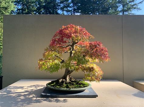 A vibrant bonsai tree showcases autumn colors at the Pacific Bonsai Museum in Washington State.