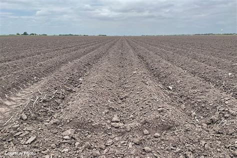 A Texas farmer's drought-affected crops in the Rio Grande Valley, where water shortages have devastated agriculture.