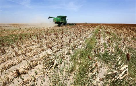 A Texas farmer surveys drought-damaged crops in the Rio Grande Valley.