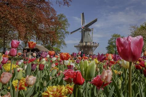 Vibrant tulip fields blooming at Keukenhof Gardens.