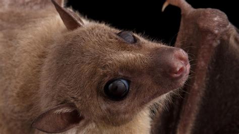 Egyptian fruit bats are considered the natural reservoir for Marburg virus