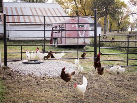 Backyard poultry exposed to wild birds, a potential transmission source for avian influenza.