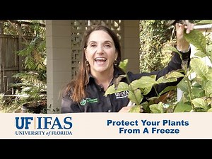 Freeze Warning: Prepare for a Cold Snap