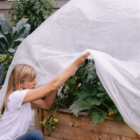 Covering sensitive plants with frost cloth to prevent freeze damage.