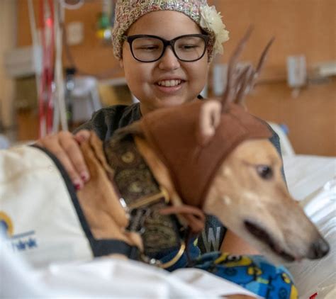 Retired racing greyhound Ginger providing comfort during her therapy career.