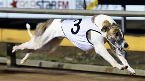 Fernando Bale, the legendary sire whose offspring revolutionized greyhound racing.