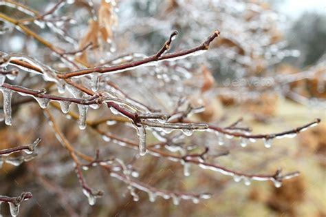Ice accumulating on tree branches creating power line hazards