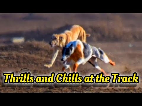 The Greyhound World: Racing, Rescue & Industry Evolution