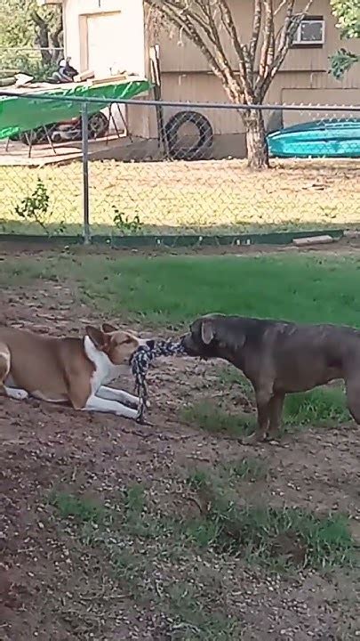Maxey shares a playful moment with Howie during the agility course.